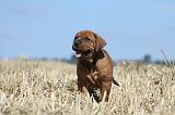 TOSA INU 199